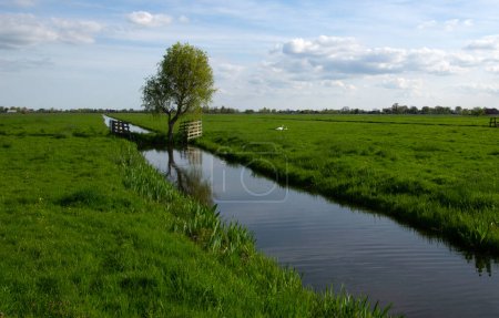 Photo for Landscape green meadow and canal with clear water in the Netherlands - Royalty Free Image