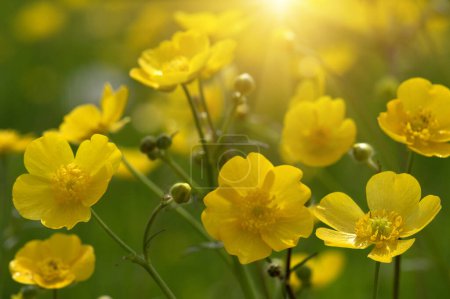 Foto de Flor amarilla salvaje en el campo a la luz del sol. - Imagen libre de derechos