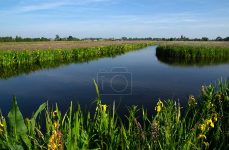 Photo for Landscape green meadow and canal with clear water in the Netherlands - Royalty Free Image