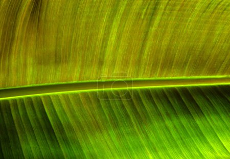 Téléchargez les photos : Gros plan texture de feuilles vertes, fond naturel de la plante - en image libre de droit