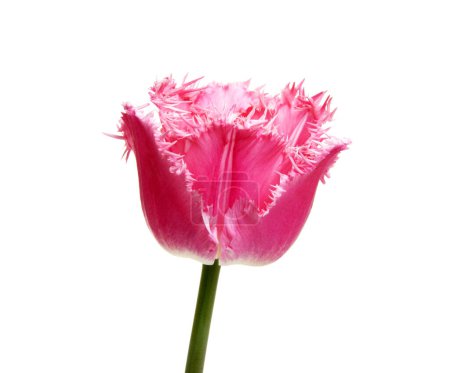 Téléchargez les photos : Fleur de tulipe isolée sur fond blanc - en image libre de droit