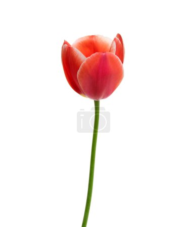 Photo for Tulip flower isolated on white background - Royalty Free Image