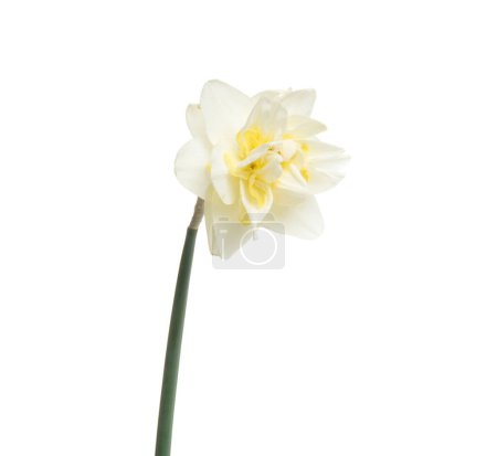 Téléchargez les photos : Narcisse fleur isolée sur fond blanc - en image libre de droit