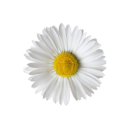 Téléchargez les photos : Camomille ou camomille isolée sur fond blanc. Fleur de marguerite. Vue du dessus. - en image libre de droit