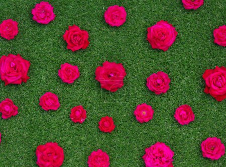Téléchargez les photos : Roses fleurs sur fond d'herbe verte. Texture de roses rapprochées - en image libre de droit