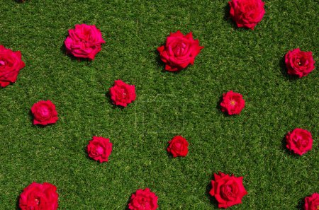 Foto de Flores de rosas sobre fondo de hierba verde. Textura de rosas de primer plano - Imagen libre de derechos