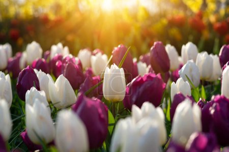 Téléchargez les photos : Fleurs de tulipes sur un soleil - en image libre de droit