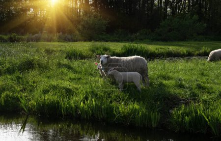 Téléchargez les photos : Pâturage de moutons sur une prairie verte - en image libre de droit