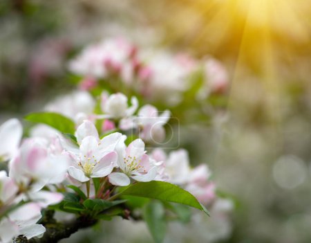 Foto de Manzano floreciente en el jardín de primavera - Imagen libre de derechos