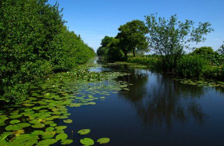 Foto de Paisaje de un lago y cielo azul reflejado. Plantas de agua en el río y zonas húmedas de los Países Bajos - Imagen libre de derechos