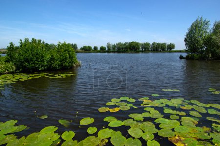 Foto de Paisaje de un lago y cielo azul reflejado. Plantas de agua en el río y zonas húmedas de los Países Bajos - Imagen libre de derechos