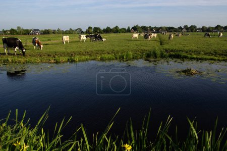 Téléchargez les photos : Vaches sur un pâturage verdoyant près de la rivière - en image libre de droit