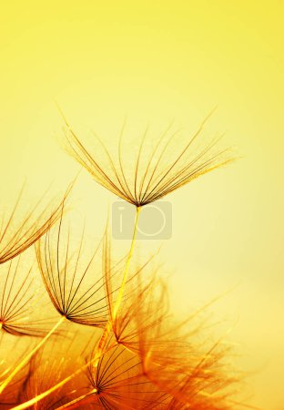 Foto de Flor de diente de león primer plano en el sol - Imagen libre de derechos