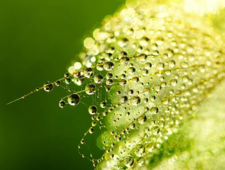 Photo for Dandelion flower background in water drops on sunlight - Royalty Free Image