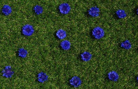 Foto de Flores azules plantas de campo de verano sobre fondo de hierba verde. Textura de aciano de primer plano - Imagen libre de derechos
