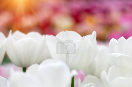 Téléchargez les photos : Des tulipes colorées dans le jardin à la lumière du soleil - en image libre de droit