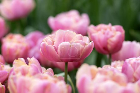 Photo for Tulips flower blooming in the bright colorful background - Royalty Free Image