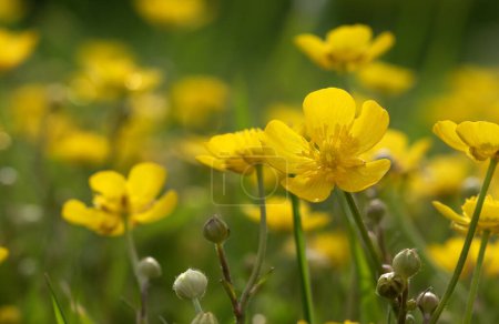 Téléchargez les photos : Fleur jaune sauvage sur le terrain en plein soleil. - en image libre de droit