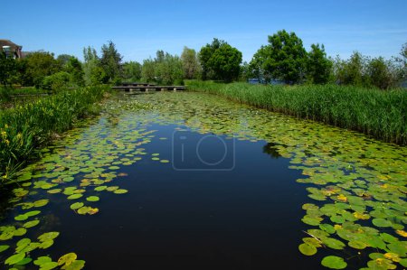 Téléchargez les photos : Paysage d'un lac et ciel bleu réfléchi. Plantes aquatiques dans les zones fluviales et humides aux Pays-Bas - en image libre de droit