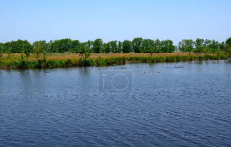 Téléchargez les photos : Paysage d'un lac et ciel bleu réfléchi. Plantes aquatiques dans les zones fluviales et humides aux Pays-Bas - en image libre de droit