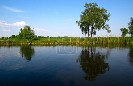 Photo for Landscape of a lake and blue sky reflected. Water plants in the river and wetland areas in the Netherlands - Royalty Free Image