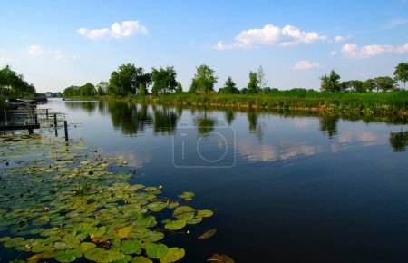 Photo for Landscape of a lake and blue sky reflected. Water plants in the river and wetland areas in the Netherlands - Royalty Free Image