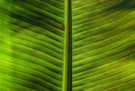 Foto de Primer plano textura de la hoja verde, fondo natural de la planta - Imagen libre de derechos