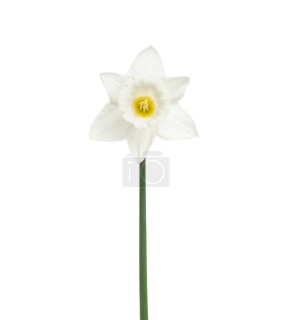 Téléchargez les photos : Narcisse fleur isolée sur fond blanc - en image libre de droit