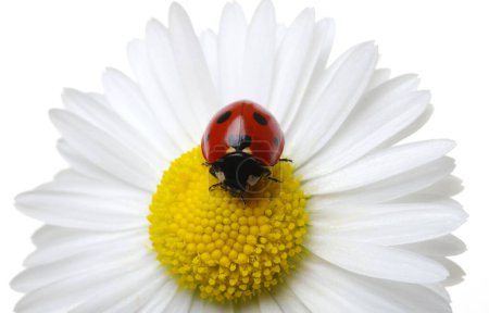 Photo for Ladybug on the chamomiles flower isolated on white - Royalty Free Image