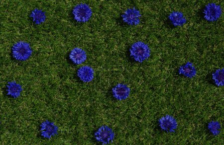 Photo for Blue flowers summer field plants on green grass background. Closeup cornflower texture - Royalty Free Image
