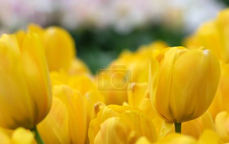 Téléchargez les photos : Gros plan de la fleur de tulipe le fond coloré bleu. - en image libre de droit