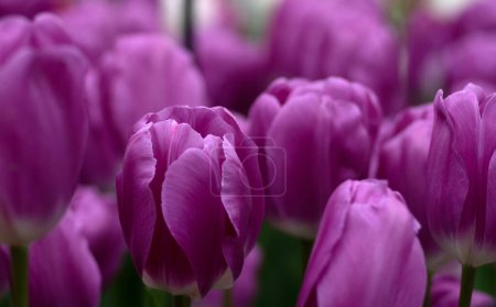 Foto de Flor de tulipanes floreciendo en el fondo colorido brillante - Imagen libre de derechos
