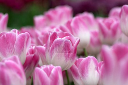 Foto de Primer plano de la flor del tulipán el fondo colorido borroso. - Imagen libre de derechos