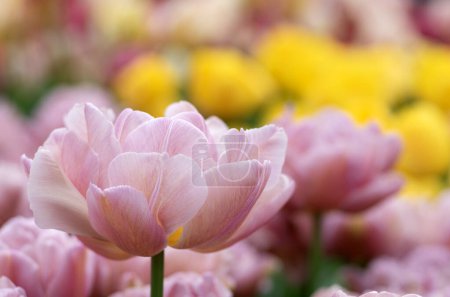 Foto de Primer plano de la flor del tulipán el fondo colorido borroso. - Imagen libre de derechos