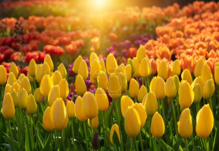 Photo for Colorful tulips in the garden on sunlight - Royalty Free Image