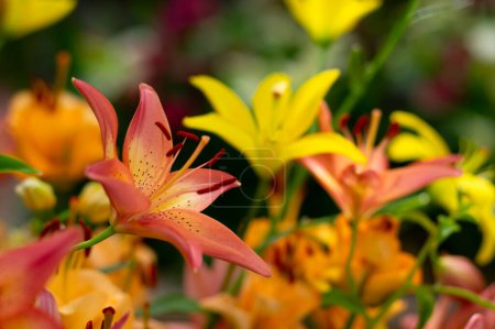 Photo for Multi-colored lily close-up on a bright light background - Royalty Free Image