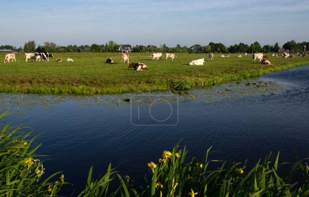 Foto de Vacas en un prado verde pastan cerca del río - Imagen libre de derechos
