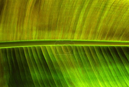 Foto de Primer plano textura de la hoja verde, fondo natural de la planta - Imagen libre de derechos