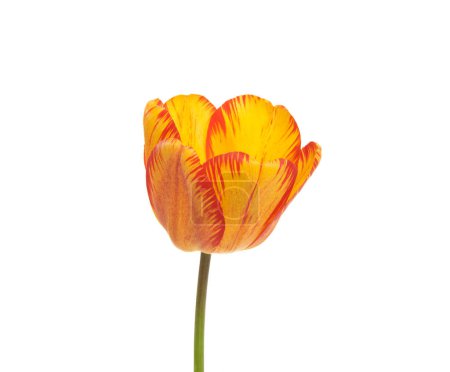 Téléchargez les photos : Fleur de tulipe isolée sur fond blanc - en image libre de droit