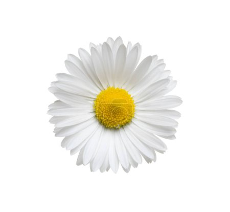 Photo for Chamomile or camomile isolated on white background. Daisy flower. Top view. - Royalty Free Image