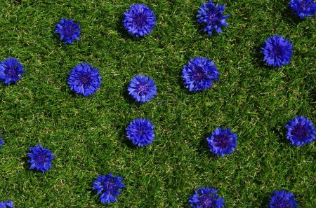 Photo for Blue flowers summer field plants on green grass background. Closeup cornflower texture - Royalty Free Image