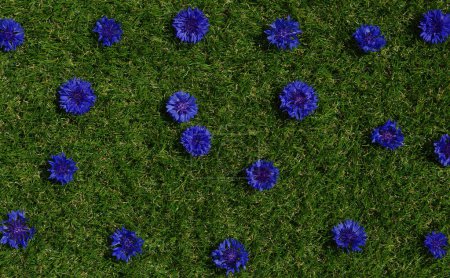 Téléchargez les photos : Fleurs bleues des plantes de champ d'été sur fond d'herbe verte. Gros plan texture de bleuet - en image libre de droit