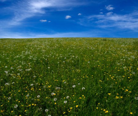 Foto de Paisaje de pradera verde y nubes en el cielo - Imagen libre de derechos