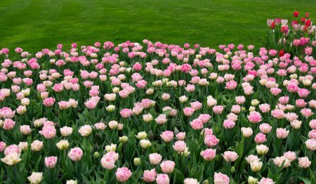 Foto de Flores de tulipanes floreciendo en el fondo colorido primavera - Imagen libre de derechos