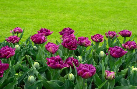 Téléchargez les photos : Fleurs de tulipes fleurissant au printemps fond coloré - en image libre de droit