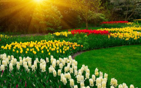 Téléchargez les photos : Fleurs dans le parc au printemps - en image libre de droit