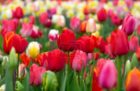 Téléchargez les photos : Fleurs de tulipes fleurissant au printemps fond coloré - en image libre de droit