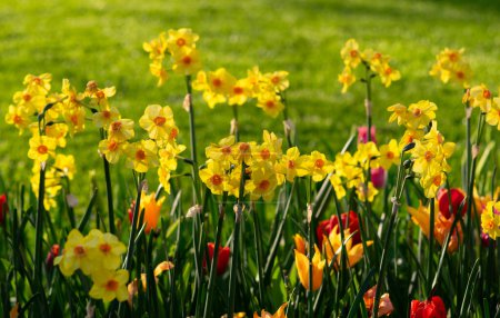 Téléchargez les photos : Fleurs de nacrissus jaune sur la lumière du soleil - en image libre de droit