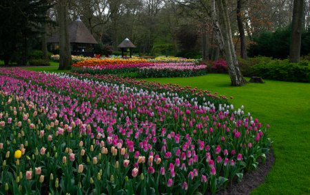 Téléchargez les photos : Parc fleuri printanier avec herbe verte, arbres et fleurs en fleurs au soleil - en image libre de droit