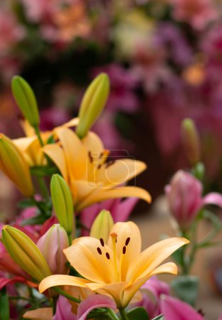 Foto de Lirios coloridos sobre fondo floral borroso - Imagen libre de derechos
